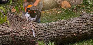 Trusted Lyons, IL Tree Removal Services Experts