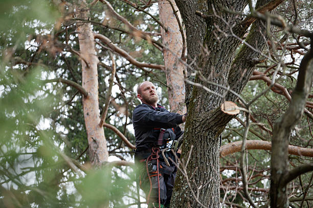 Best Hedge Trimming  in Lyons, IL